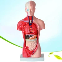 human torso anatomy body model medical internal organs anatomia skin skeleton mockup for teaching educational science supplies