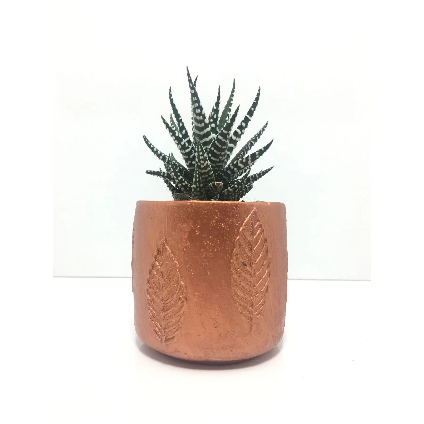 

Leaf Patterned Concrete Pot and Live Sukulent - YE1603