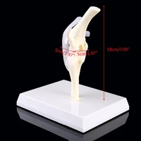dog canine knee joint model veterinary teaching research skeleton animal display 746d
