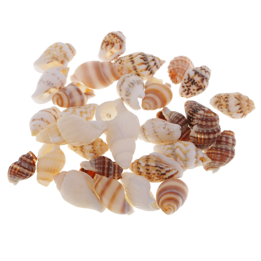 

30 Pieces Natural Sea Shells Beach Seashells Aquarium Conch Shells Perfect
