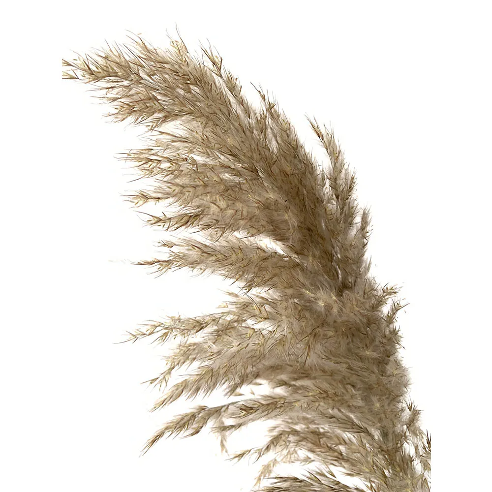 20 шт. засушенный натуральный пампасная трава Phragmites munis, свадебные цветы 50-55 см высотой для домашнего декора номинальные сушеные цветы