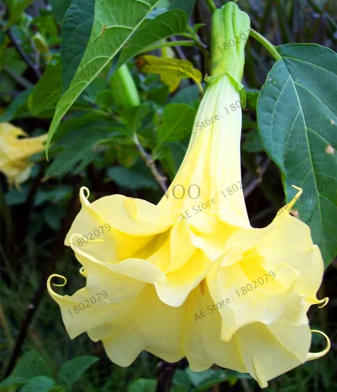 Свежий 100 шт редкий Datura бонсай бругмансия Suaveolens фламенко Красивая Мандала Цветок садовый многолетник Горшечное растение