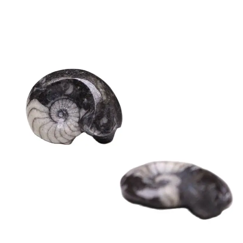 

Natural Moroccan Paleontological Fossil Ammonite Specimen Original Stone Conch Teaching Mineral Children's Collectible Gifts