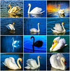 Алмазная живопись AZQSD в виде лебедя, вышивка крестиком, полная Алмазная вышивка, мозаика с животными, рукоделие, домашний декор, подарок