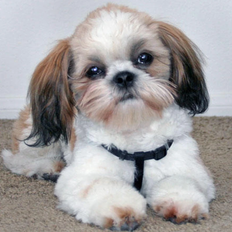 Набор для алмазной вышивки сделай сам FUYUN 5D мозаика с рисунком животных собак