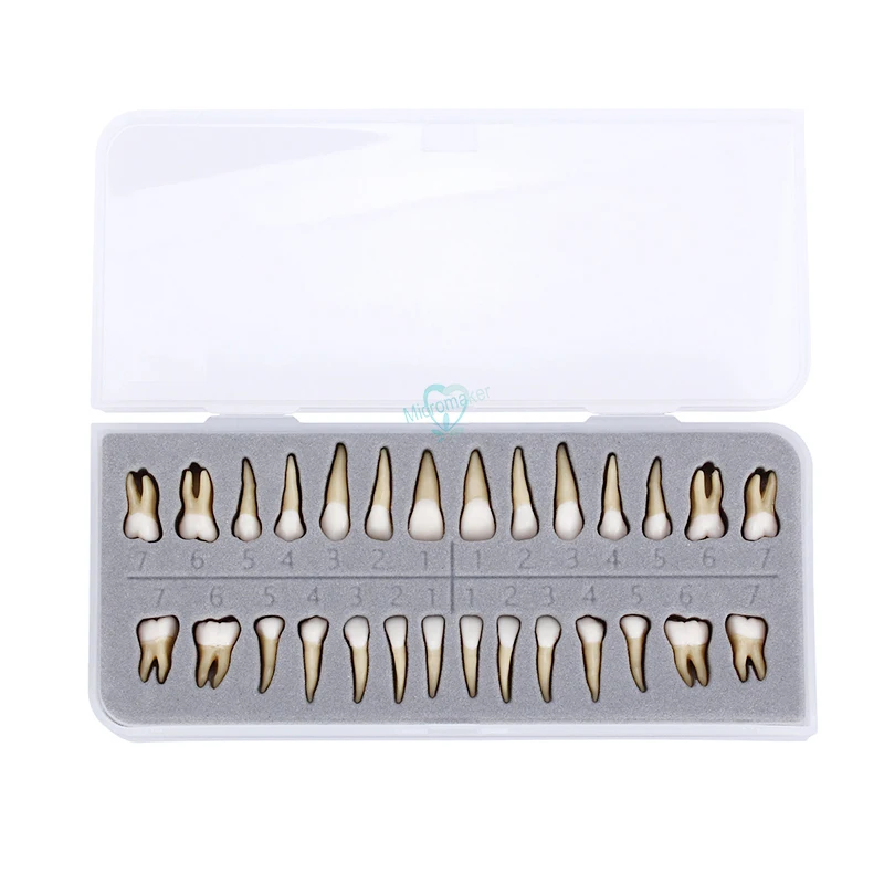 

28 PCS Dental Oral Adult Permanent Teeth Model Full Mouth Communication Model