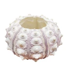 Натуральное морское воздушное растение урчин, однотонное растение, цветочные горшки, ракушка, маленький бонсай