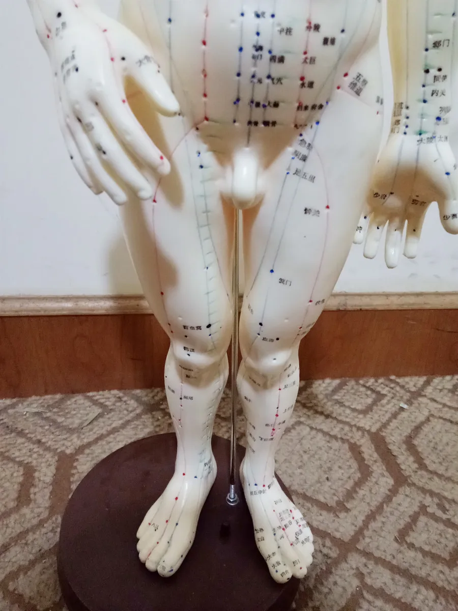 

Chinon 26CM (In Chinese) Body Acupuncture Male Traditional Chinese Medicine Model Medical Science Student Teaching BIX-Y1011