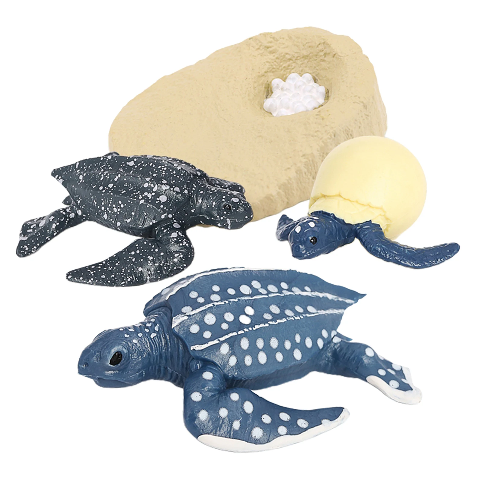 

Collection - Life Cycle of A Turtle - Includes Egg, Larva, Young And Adult