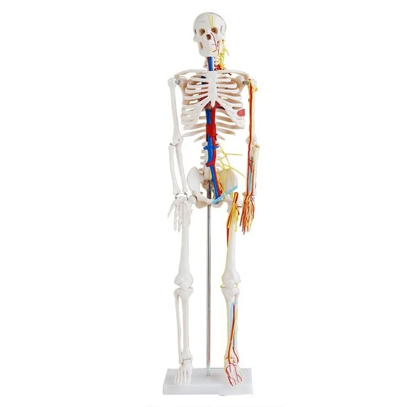 

Human Skeleton with Heart and Blood Vessel Model 85CM