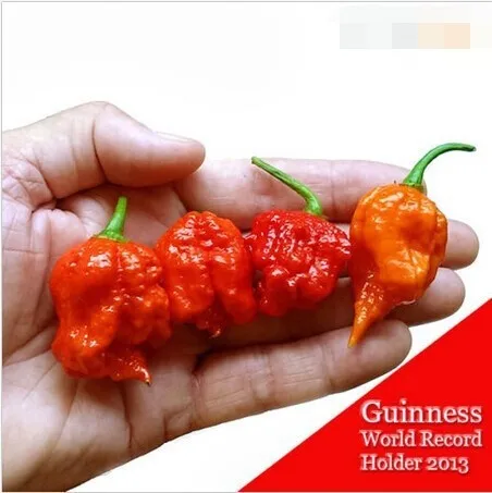 100 шт.- Натуральный Свежий редкий красный "Carolina Reaper" перец бонсай(горячий чили) Органический растительный сад