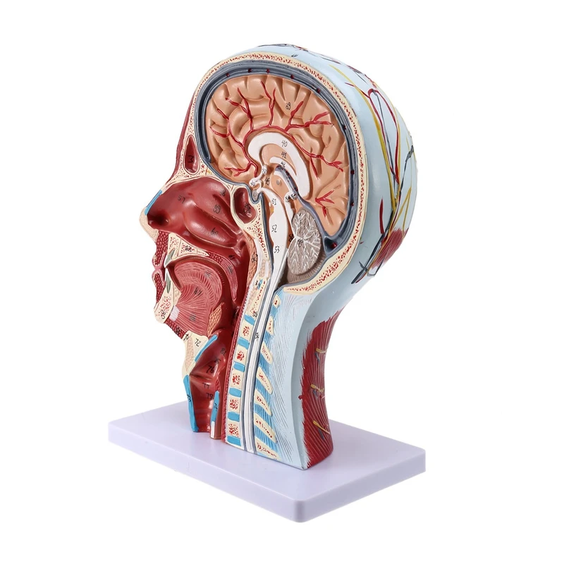 Human Anatomical Brain For Neuroscience Teaching With Labels 2 Times Life Size Anatomy Model Learning Science | Инструменты