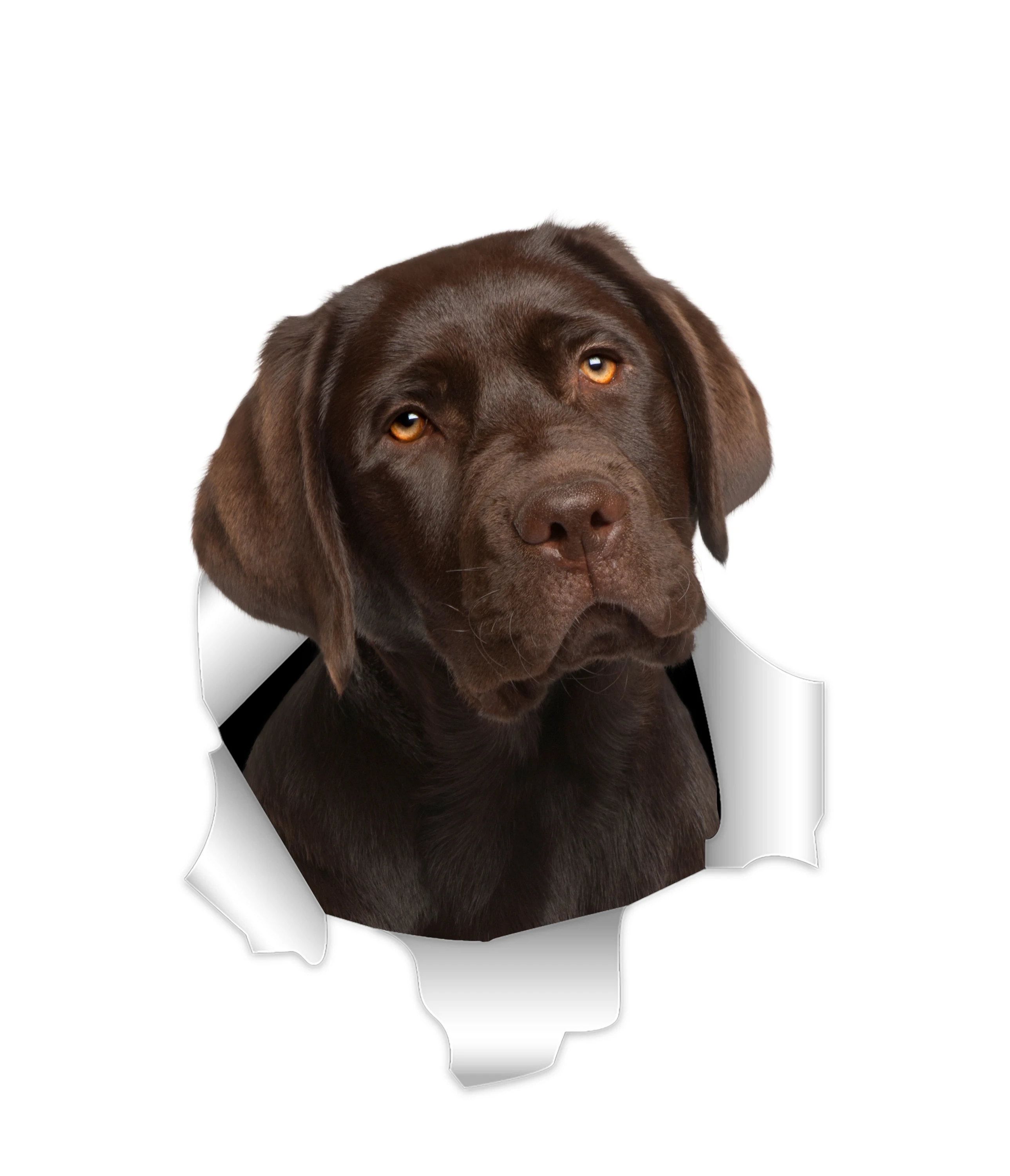 

Dogs Are Man's Most Loyal Friends. for Dog Lovers, and Of Course There Are Also Waterproof Dogs Stickers That Cover Scratches.