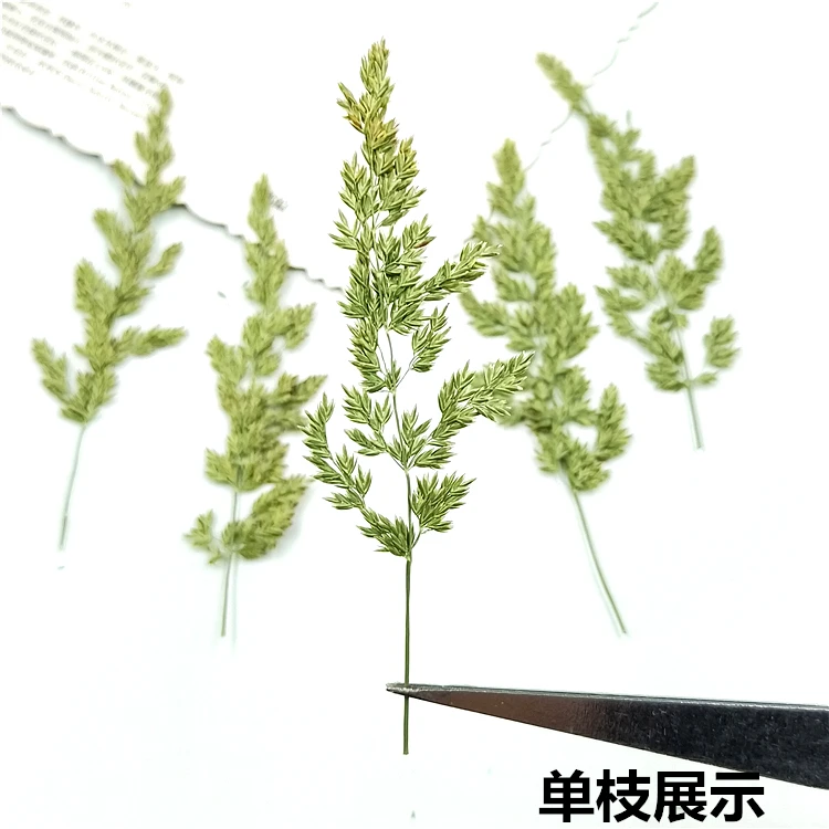 Натуральный прессованный настоящий сушеный образец Кентукки bluegrass для