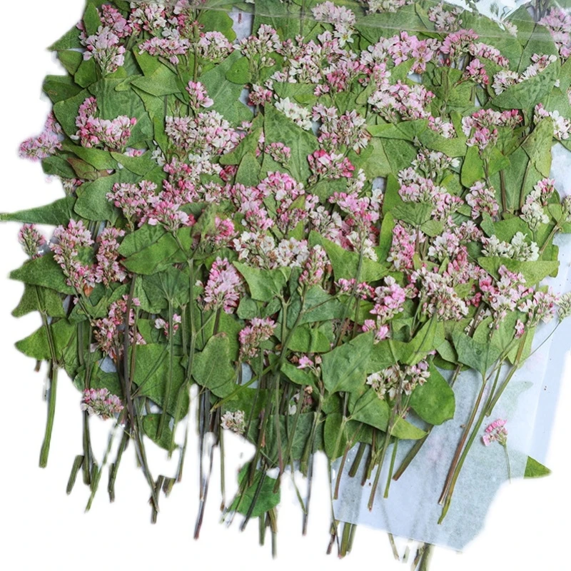 500pcs 5-8cm Pressed Dried Pink Buckwheat Flower Leaf Plant Herbarium For Jewelry Photo Frame Phone Case Bookmark Making DIY