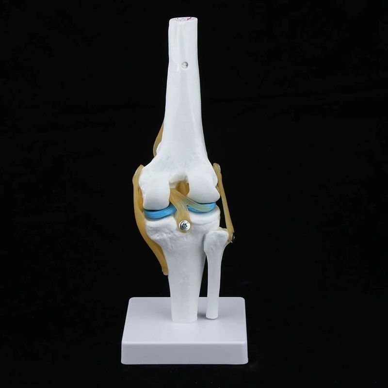 

1:1 Life-Size Knee Anatomical Model (Human Functional Knee Ligament Model)