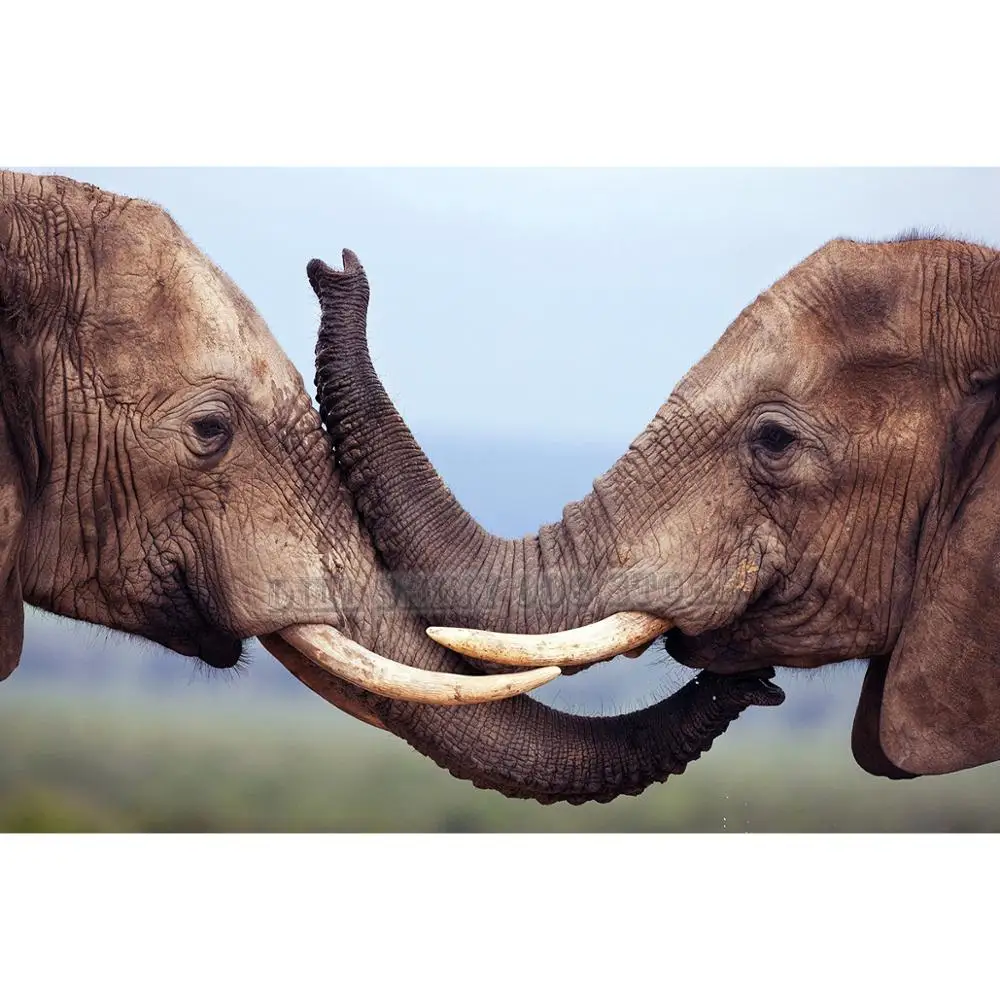 

5d diy diamond Painting Animal elephants wild life Full Drill Diamond embroidery Cross Stitch Mosaic Craft Kit Home Decor Gift
