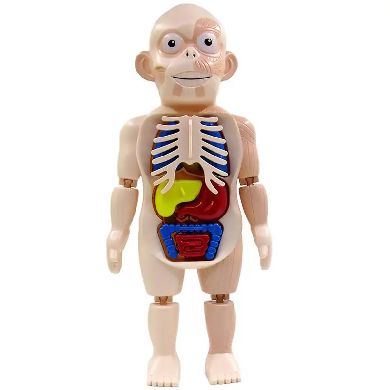 

1 Set of Human Body Model Assembly Toy Children DIY Model Kids Model Toy