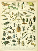 insects picture bugs beetles grasshoppers flies ants moths art silk poster print 24x36inch
