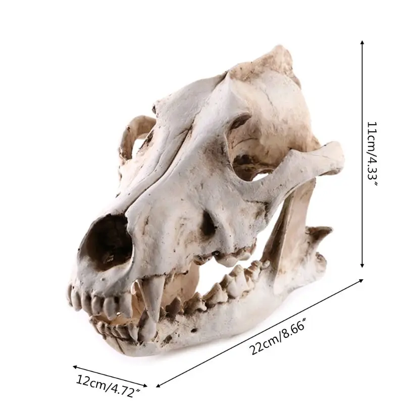 

Resin Animal Jackal Coyote Wolf Skeleton Model Teaching Learning Tool Aquarium Decoration Supplies