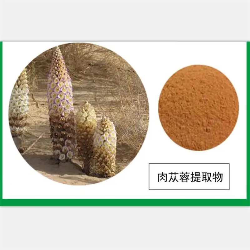 

New quality Cistanche extract powder 10:1 Cistanche deserticola