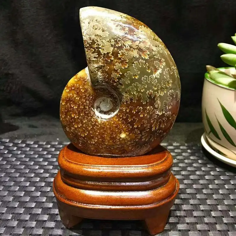 1 шт. натуральный 2 6 см 4 является допустимой радужные аммонита Ammolite Коллекционные