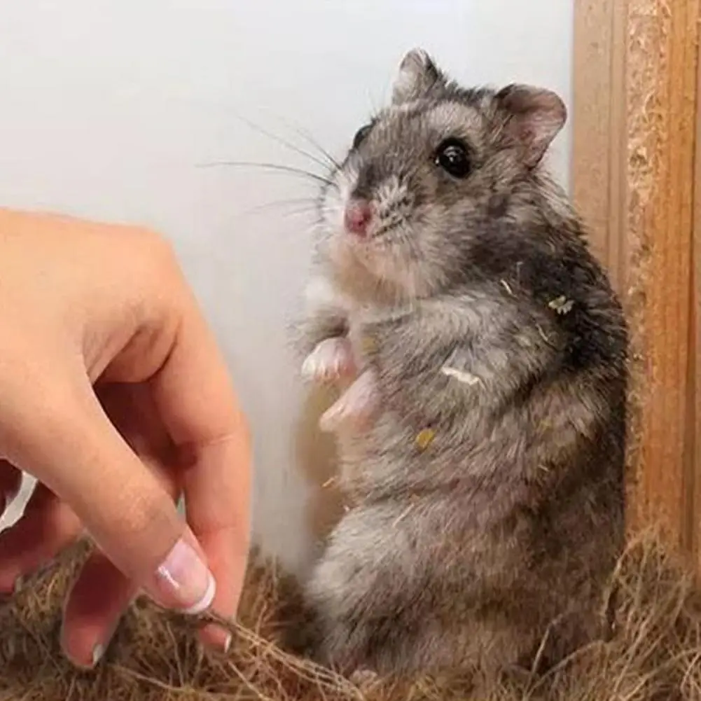 Кокосовая Скорлупа волокна орхидеи ремесла Pet птица постельные принадлежности