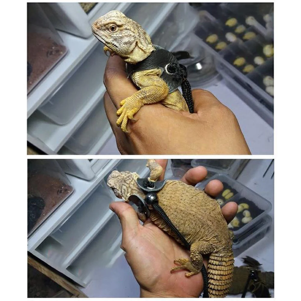Ящерица рептилий жгут поводок ящерица аксессуары продукт маленький питомец