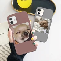cute animal candy color phone case for iphone 12 11 pro max 12 mini 7 8 plus xs max x xr se 2020 cartoon cat pattern back coevr