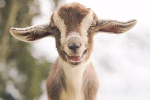 GATYZTORY алмазная картина с животными овцы полная квадратная стразы вышивка кошка