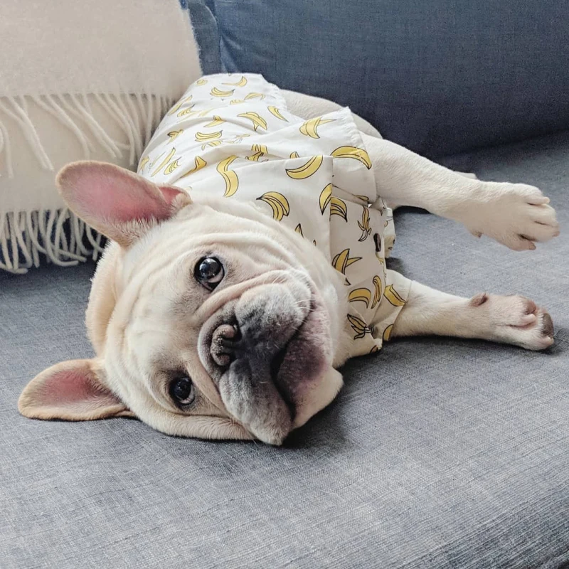 

Corgi Hawaii Shirt Summer Dog Clothes Pug Clothing Bichon Schnauzer Pomeranian Poodle Welsh Shiba Inu French Bulldog Dropship