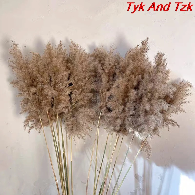 

5PCS 80CM Brand new and High quality Natural Reed Dried Flower Big Pampas Grass Wedding Flower Decoration