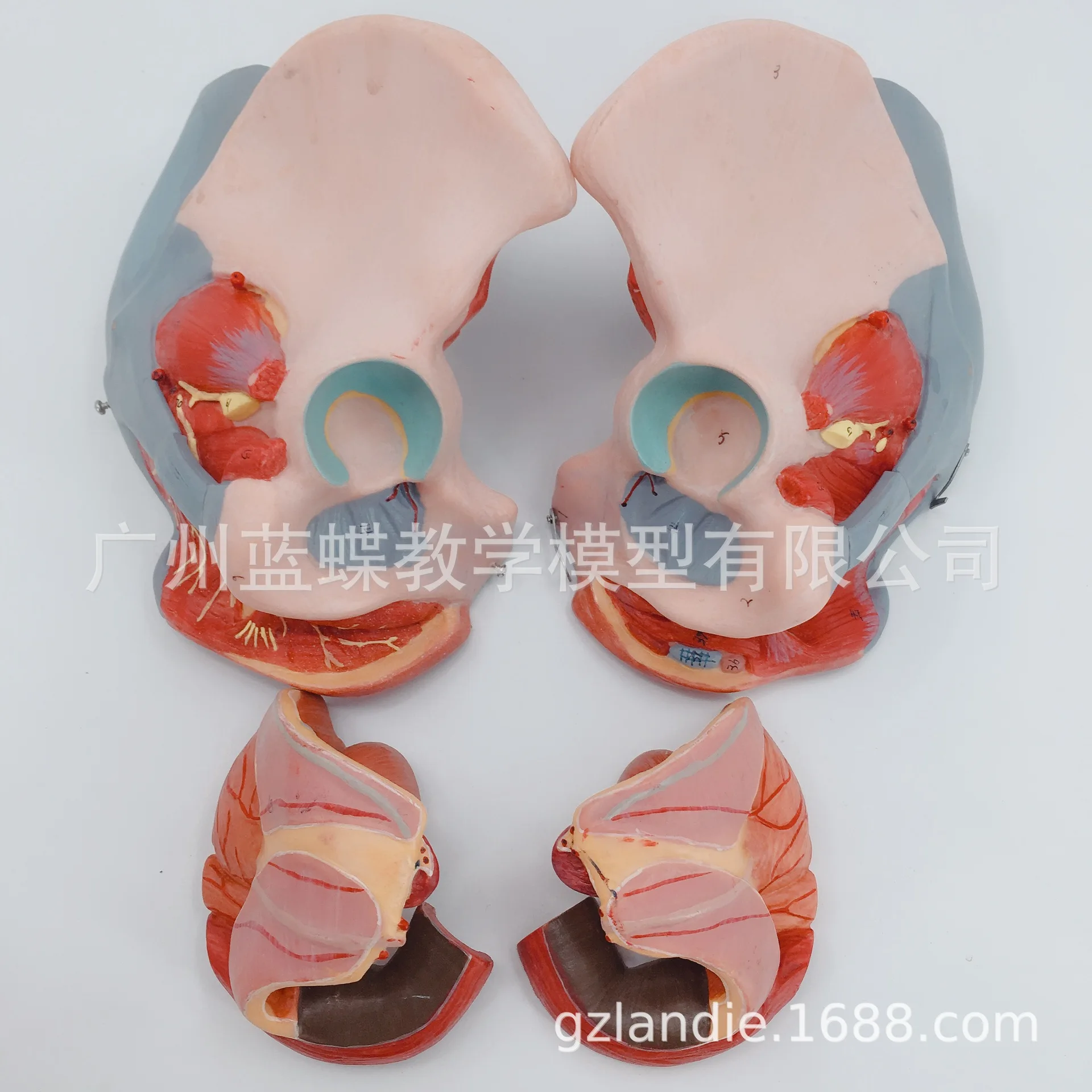 71 метка ПВХ женщина таза пол мышцы человека скелетная модель 20*27*18 нерва модели с