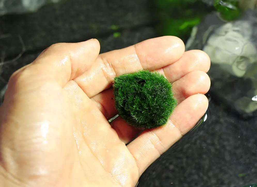 

Marimo Moss Balls Spongebob Aquarium Decoration Fish Tank Live Aquarium Plant Algae Fish Shrimp Ornament Green Seaweed Ball