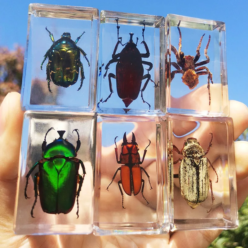 

1PCResin real insect specimen transparent resin ornament spider scorpion golden turtle locust home decore resin charms
