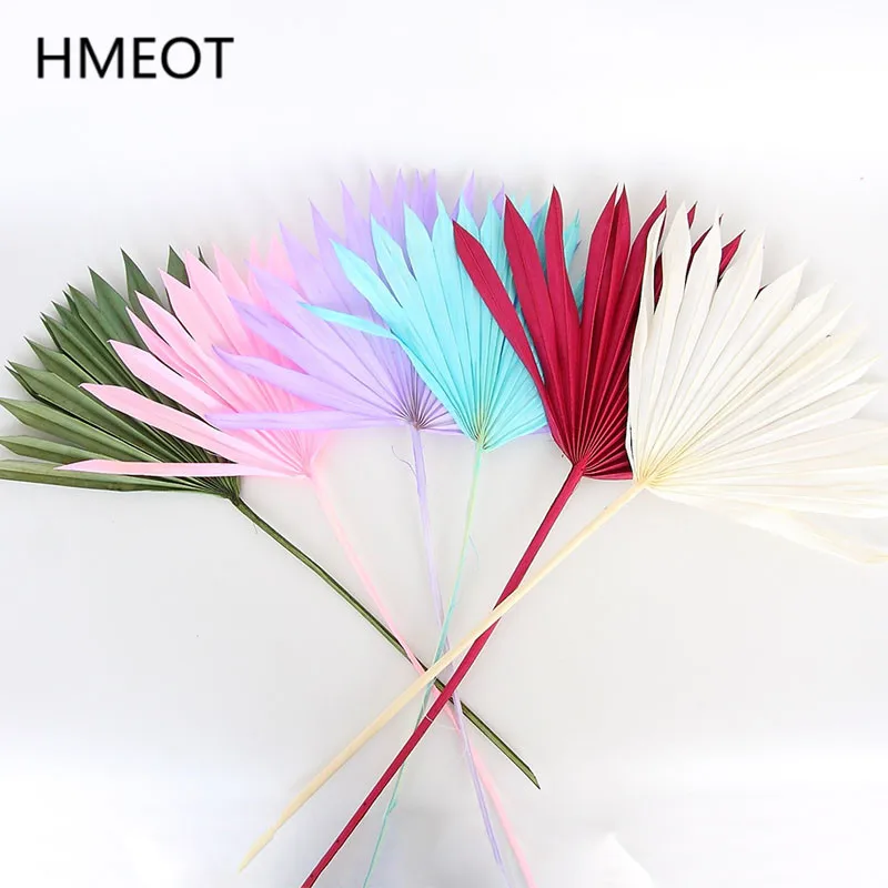 Натуральный сушеный цветок кошачий хвост веер растения в скандинавском стиле
