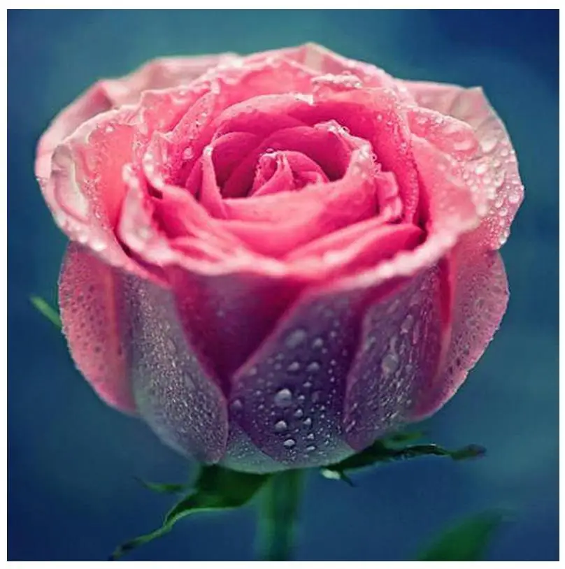 5d Алмазная мозаика розовый цветок розы алмазная картина вышивка рисунок