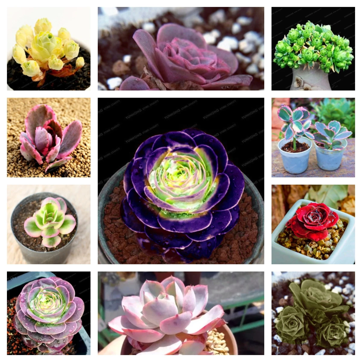 

50Pcs Mountain Rose Seeds Nature Plants Bathroom Cabinet Meaty Succulent Plants Perfume Rose Wood Furniture R4J-M