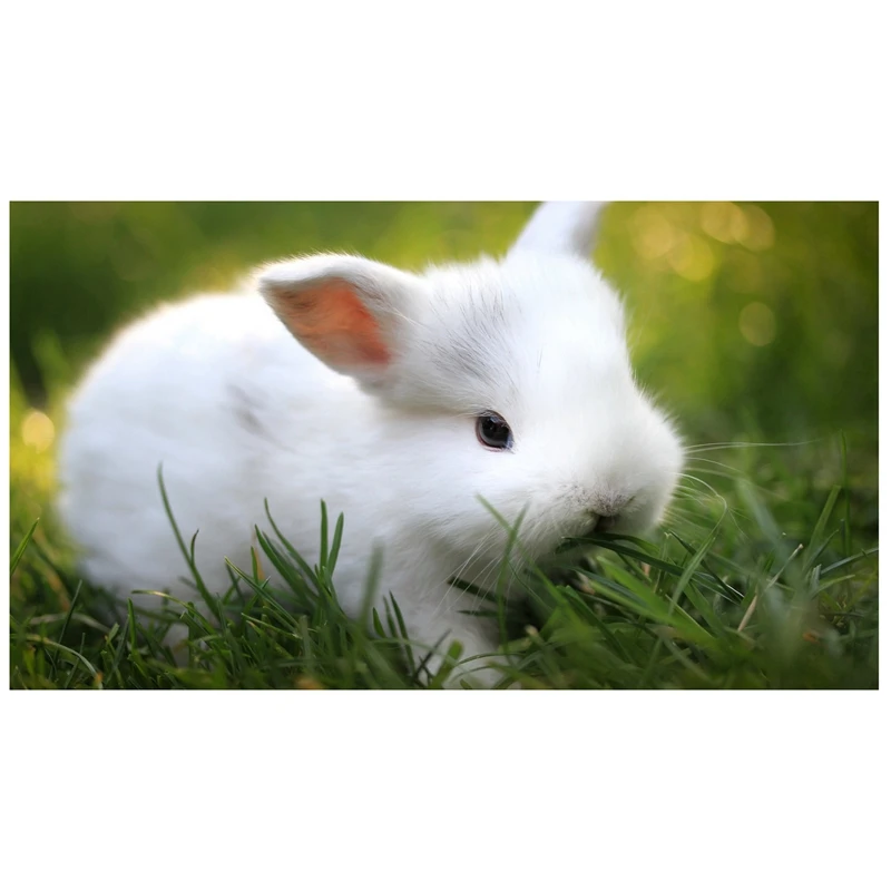 

HOT SALE 40X30cm DIY Diamond Painting Full Circle Diamond Embroidery Cartoon Rabbit Home Decoration Crafts