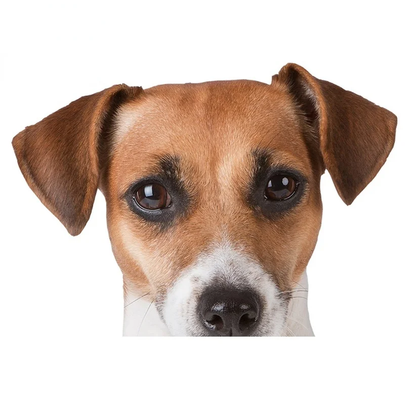 

Funny Jack Russell Terrier Car Stickers Surfboard Fine Decal Graffiti Sticker Vinyl Material Waterproof KK13*11cm