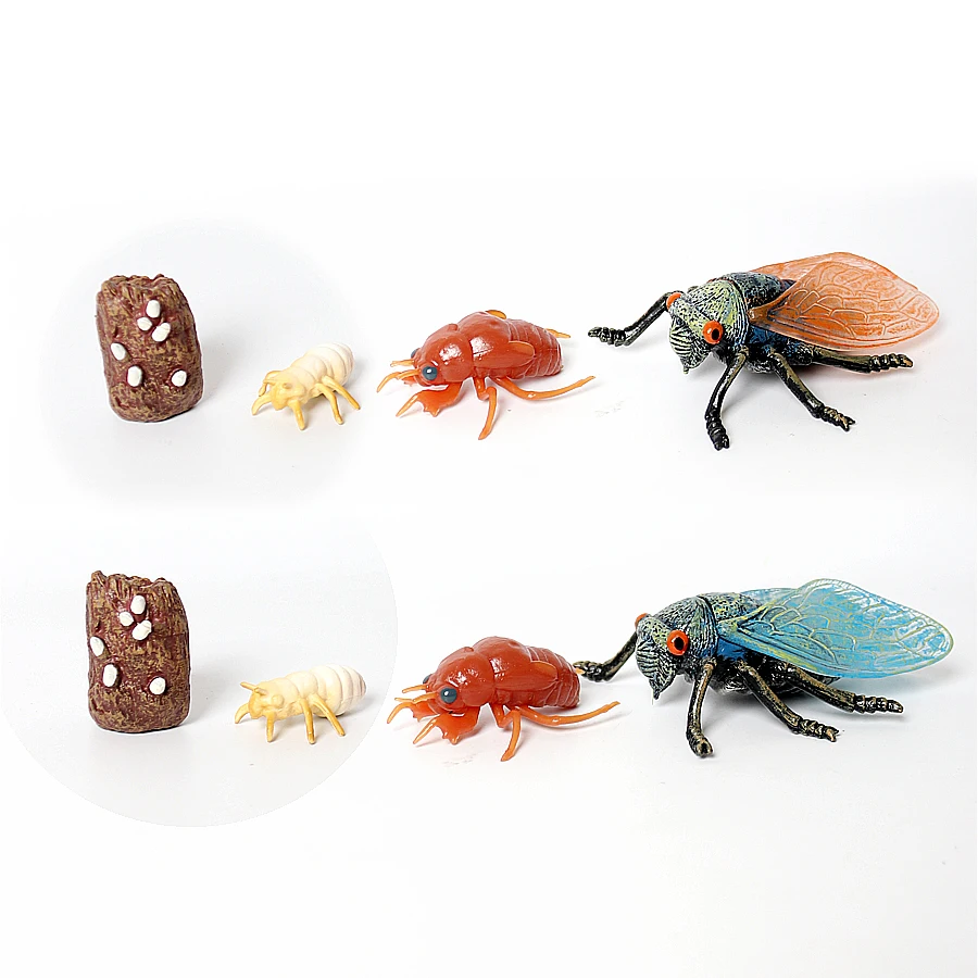 

Realistic Fake Cicada Life Cycle Exploration Set Cicada Growth Cycle Models Insect Figurines Collection Science Education Toys