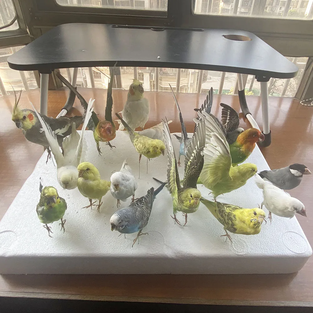 2 шт. таксидермия начинкой Евразийский Melopsittacus напалеон/волнистый Попугайчик