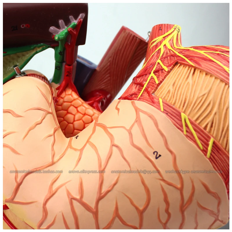 

12538 / Digestive Rear Organs of the Upper Abdomen Model on Stand, Medical Science Educational Anatomical Models