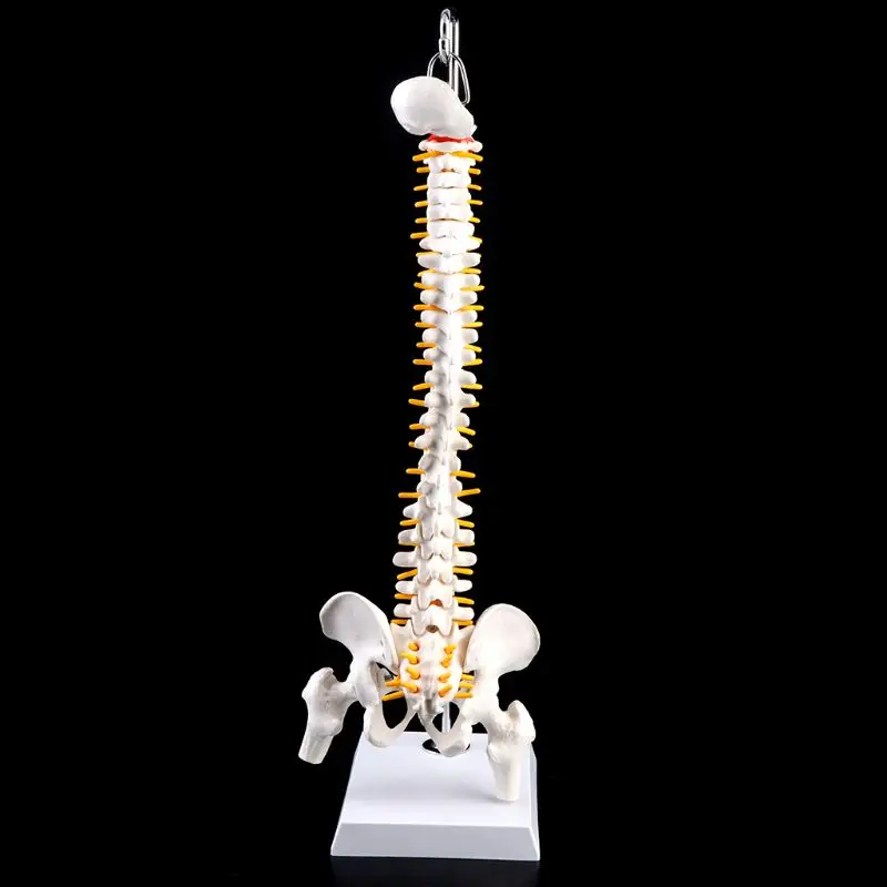45cm Flexible Human Spinal Column Vertebral Lumbar Curve Anatomical Model Anatomy Spine Medical Teaching Tool