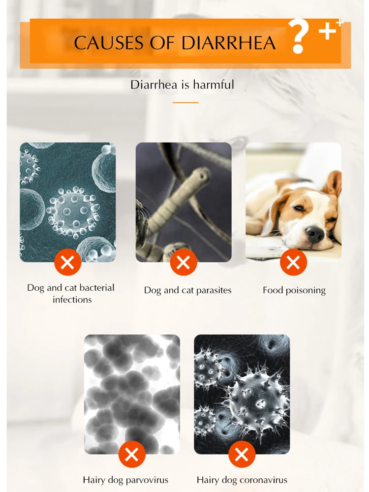 CHZKDog диарея кошка домашнее животное энтерит медицина рвота бактерии инфекция