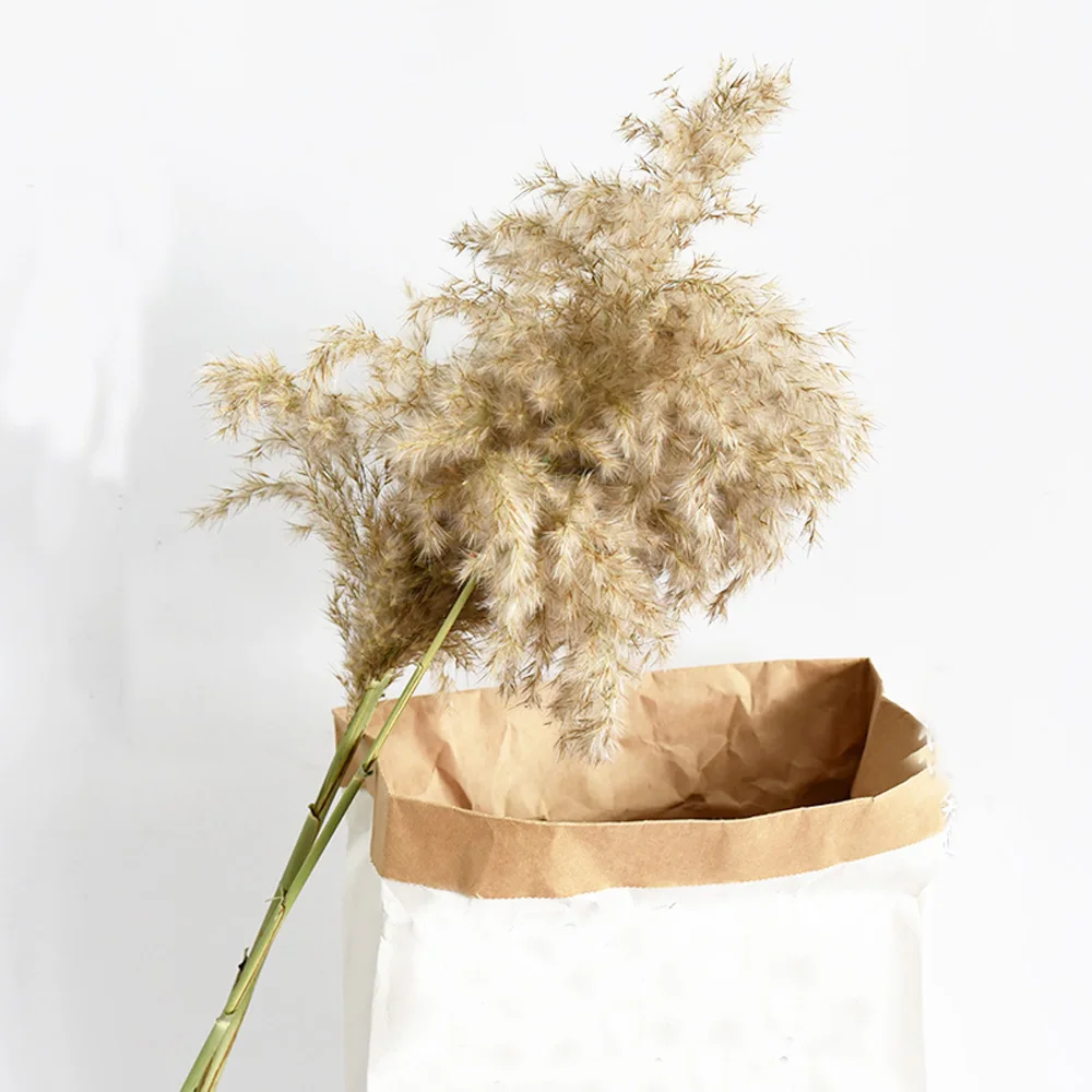 20pcs Dried plants pampas grass natural phragmites communis wedding flower bunch raw color |