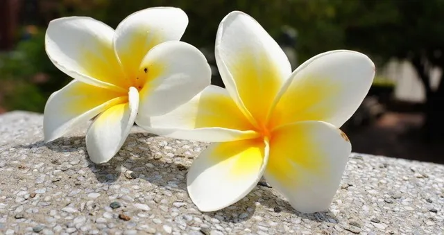 100 шт домашний сад Frangipani PLUMERIA Rubra Lei Яйцо цветок бонсаи semillas de flores