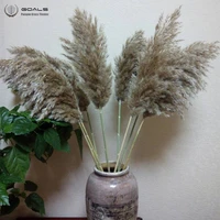 20 pcs home wedding decoration flower pampas grass bunch pure natural dried flower pampas reed free shipping