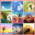 Набор для алмазной живописи 5D Павлин, мозаика с изображением животных, Одуванчик сделай сам, круглая Алмазная вышивка, стразы, украшение для дома и офиса