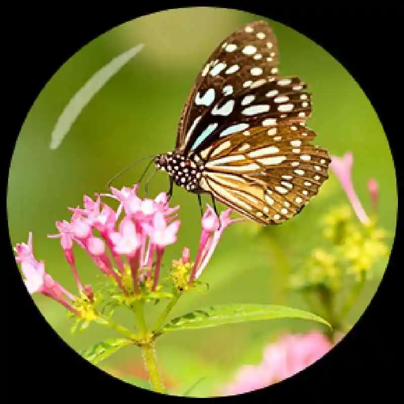 Круглые стеклянные кабошоны в виде бабочек с плоским основанием 12 мм/16 мм/18 мм/20